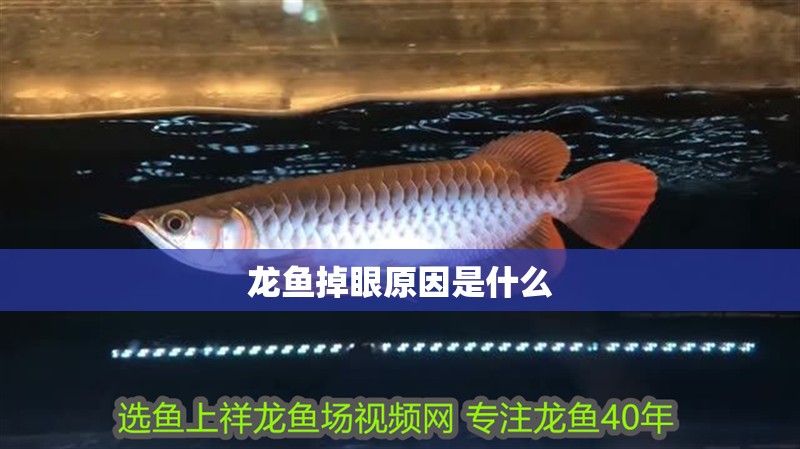 龍魚掉眼原因是什么