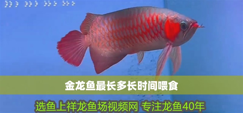 金龍魚最長多長時間喂食
