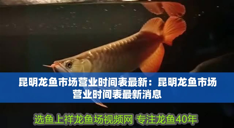 昆明龍魚市場營業時間表最新：昆明龍魚市場營業時間表最新消息