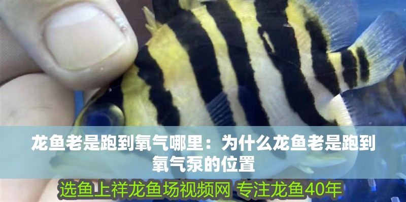 龍魚老是跑到氧氣哪里：為什么龍魚老是跑到氧氣泵的位置