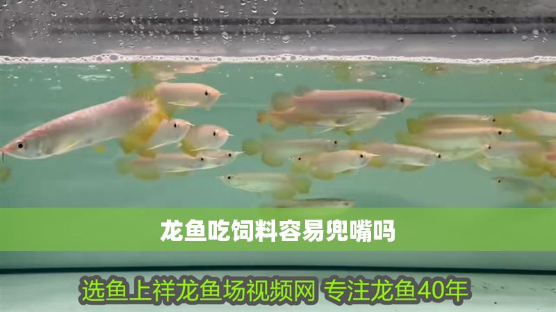 龍魚吃飼料容易兜嘴嗎