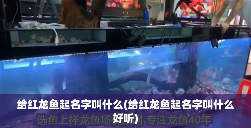 給紅龍魚起名字叫什么(給紅龍魚起名字叫什么好聽)