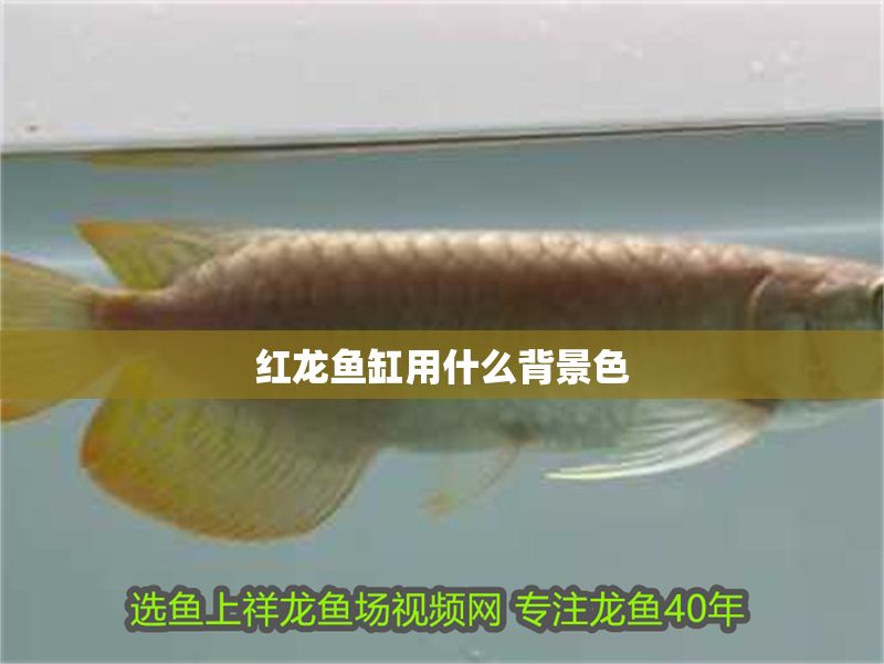 紅龍魚缸用什么背景色