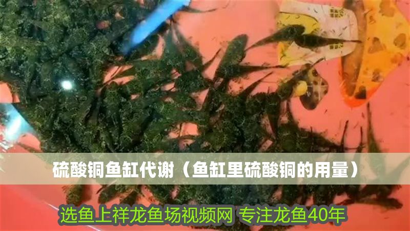 硫酸銅魚缸代謝（魚缸里硫酸銅的用量）