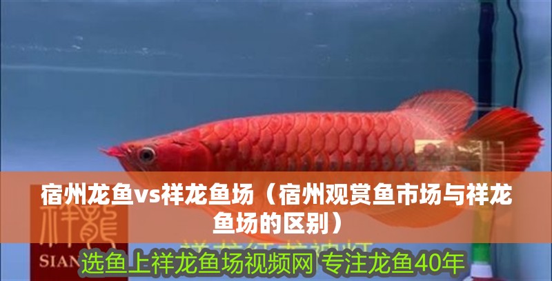 <strong><mark>宿州</mark></strong>龍魚vs祥龍魚場（<strong><mark>宿州</mark></strong>觀賞魚市場與祥龍魚場的區別）