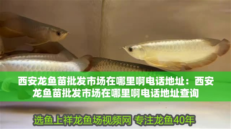 西安龍魚苗批發(fā)市場在哪里啊電話地址：西安龍魚苗批發(fā)市場在哪里啊電話地址查詢