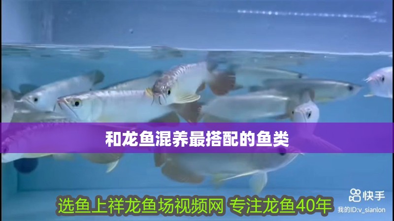 和龍魚混養最搭配的魚類