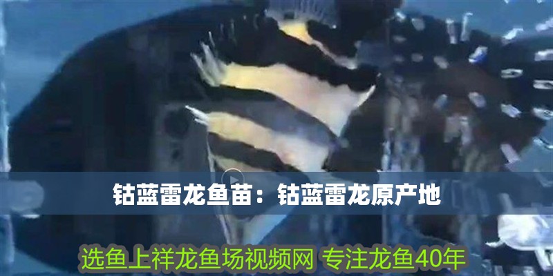 鈷藍雷龍魚苗：鈷藍雷龍原產地