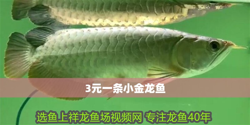3元一條小金龍魚