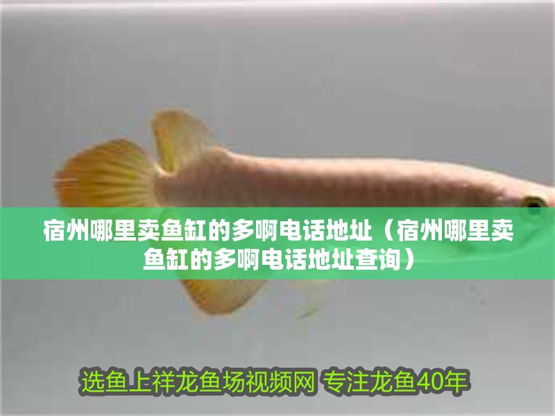 <strong><mark>宿州</mark></strong>哪里賣魚(yú)缸的多啊電話地址（<strong><mark>宿州</mark></strong>哪里賣魚(yú)缸的多啊電話地址查詢）