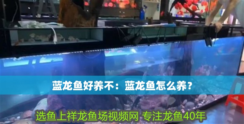 藍龍魚好養不：藍龍魚怎么養？