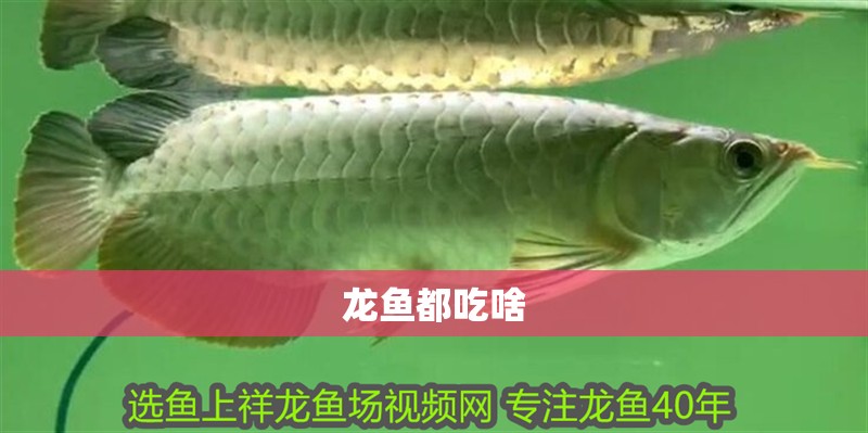 龍魚都吃啥