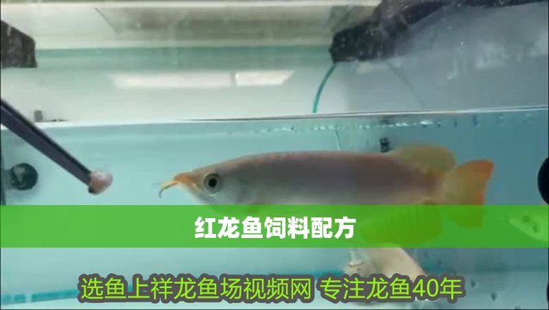 紅龍魚飼料配方