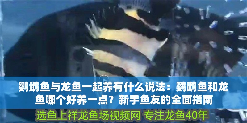 鸚鵡魚與龍魚一起養有什么說法：鸚鵡魚和龍魚哪個好養一點？新手魚友的全面指南