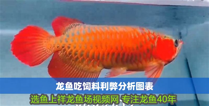 龍魚(yú)吃飼料利弊分析圖表