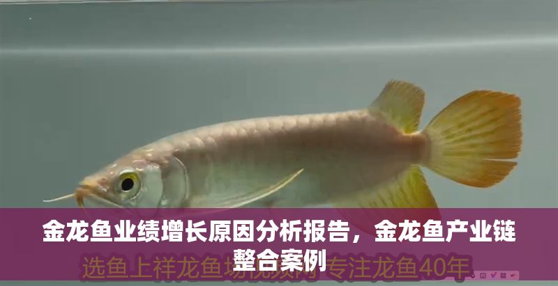 金龍魚業績增長原因分析報告，金龍魚產業鏈整合案例