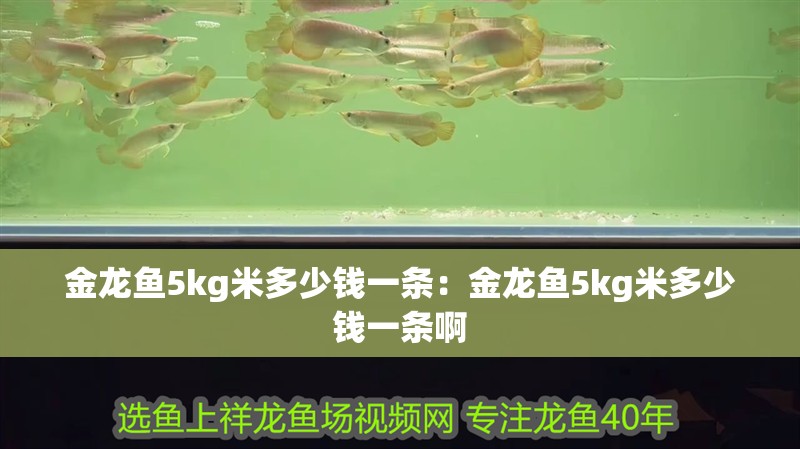 金龍魚5kg米多少錢一條：金龍魚5kg米多少錢一條啊