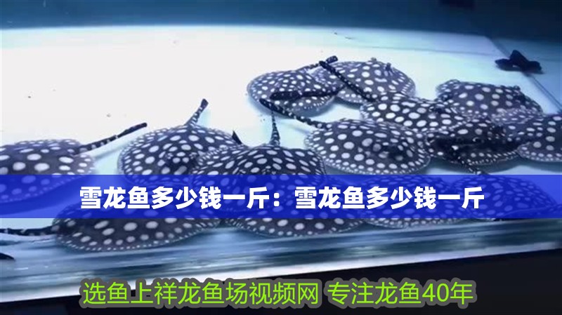 雪龍魚(yú)多少錢(qián)一斤：雪龍魚(yú)多少錢(qián)一斤