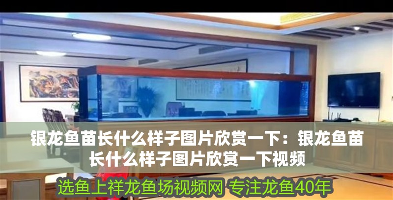 銀龍魚苗長什么樣子圖片欣賞一下：銀龍魚苗長什么樣子圖片欣賞一下視頻