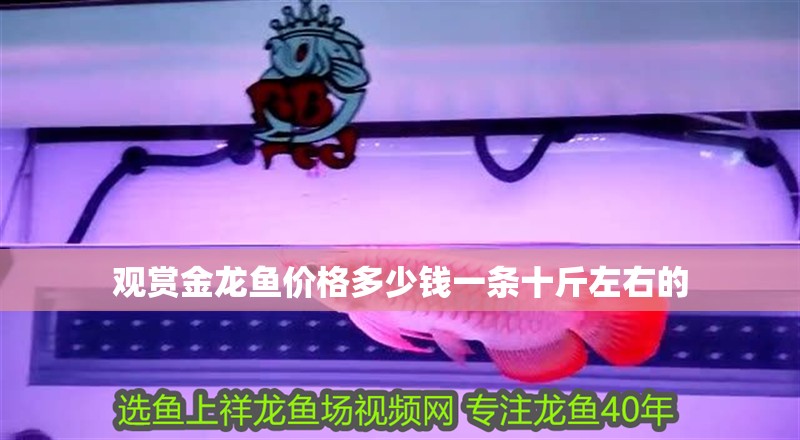 觀賞金龍魚價格多少錢一條十斤左右的