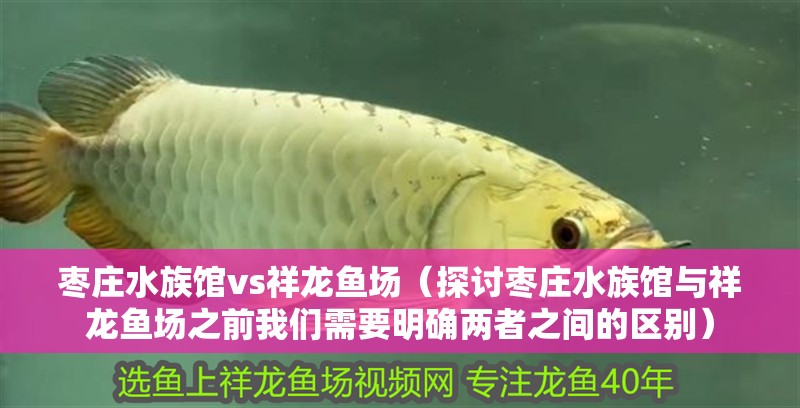 棗莊水族館vs祥龍魚場（探討棗莊水族館與祥龍魚場之前我們需要明確兩者之間的區別）
