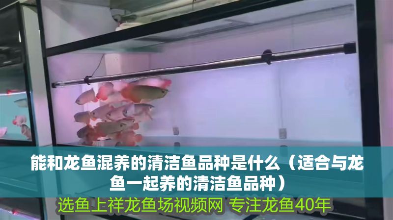 能和龍魚混養的清潔魚品種是什么（適合與龍魚一起養的清潔魚品種）
