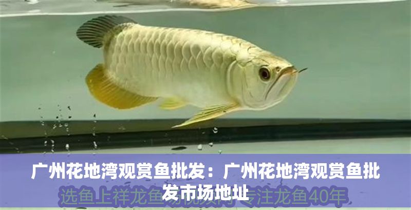 廣州花地灣觀賞魚批發：廣州花地灣觀賞魚批發市場地址