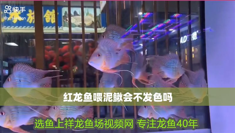 紅龍魚喂泥鰍會不發色嗎