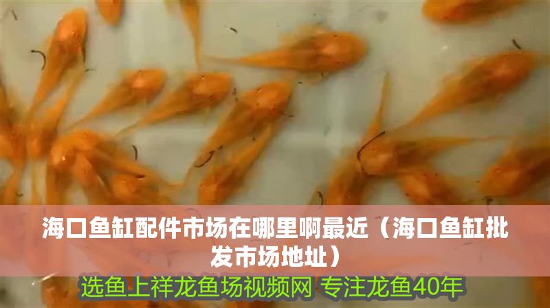 海口魚缸配件市場在哪里啊最近（海口魚缸批發市場地址）