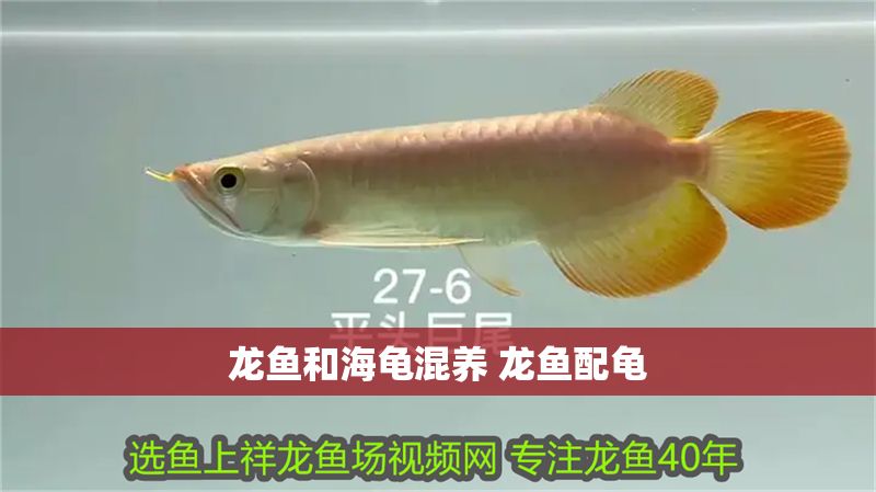 龍魚(yú)和海龜混養(yǎng) 龍魚(yú)配龜