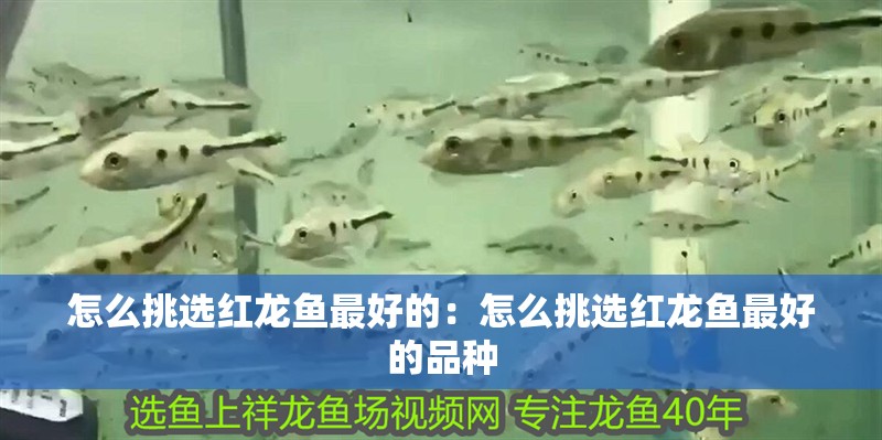 怎么挑選紅龍魚最好的：怎么挑選紅龍魚最好的品種