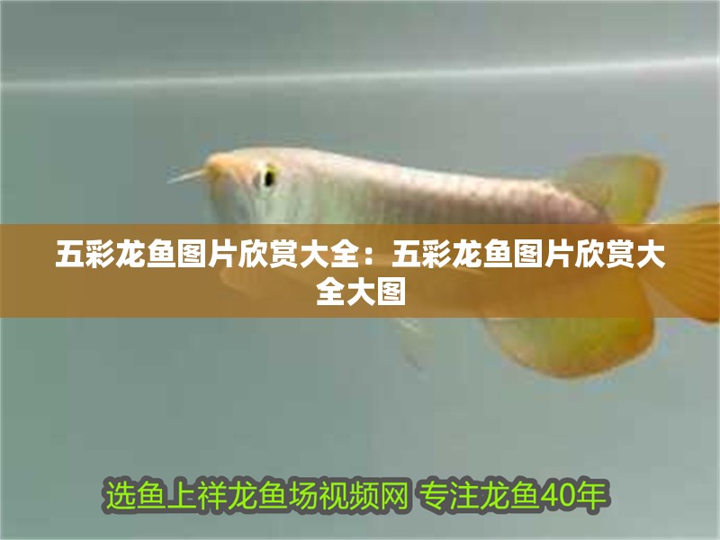 五彩龍魚圖片欣賞大全：五彩龍魚圖片欣賞大全大圖
