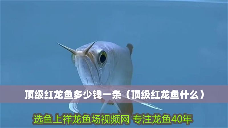 頂級(jí)紅龍魚(yú)多少錢(qián)一條（頂級(jí)紅龍魚(yú)什么）