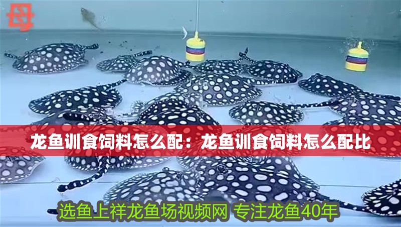 龍魚訓食飼料怎么配：龍魚訓食飼料怎么配比