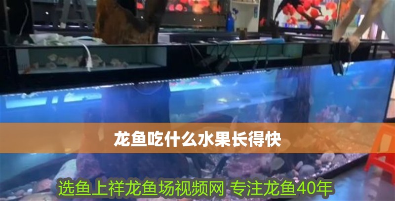 龍魚吃什么水果長得快
