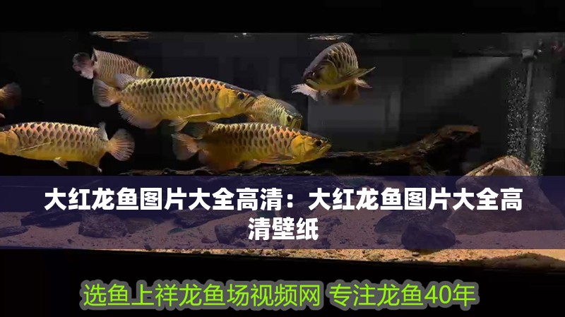 大紅龍魚圖片大全高清:大紅龍魚圖片大全高清壁紙