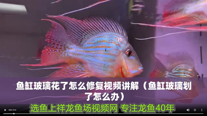 魚缸玻璃花了怎么修復視頻講解（魚缸玻璃劃了怎么辦）