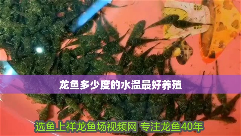 龍魚多少度的水溫最好養殖