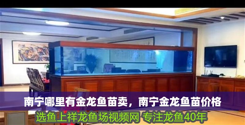 南寧哪里有金龍魚苗賣，南寧金龍魚苗價格