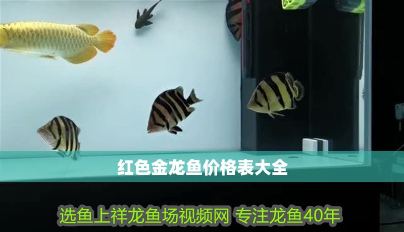 紅色金龍魚價(jià)格表大全