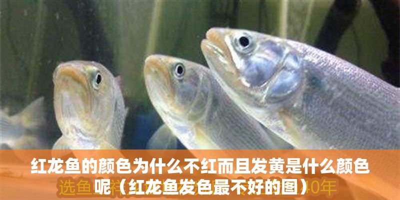 紅龍魚的顏色為什么不紅而且發黃是什么顏色呢（紅龍魚發色最不好的圖）