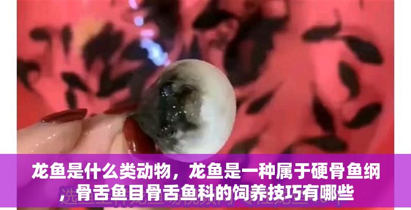 龍魚是什么類動物，龍魚是一種屬于硬骨魚綱，骨舌魚目骨舌魚科的飼養技巧有哪些