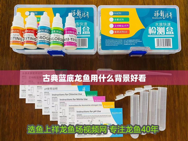 古典藍底龍魚用什么背景好看