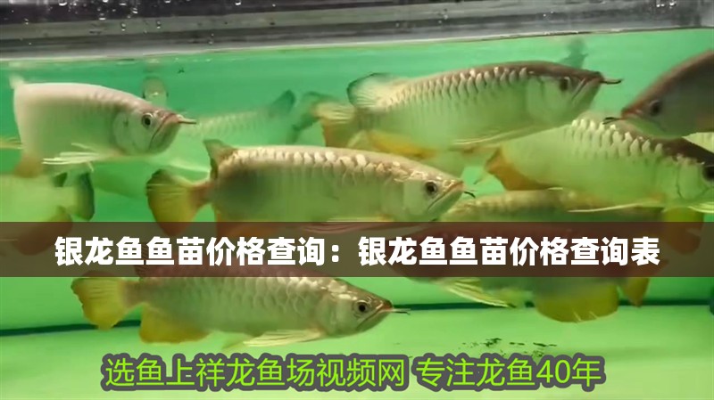 銀龍魚魚苗價格查詢：銀龍魚魚苗價格查詢表