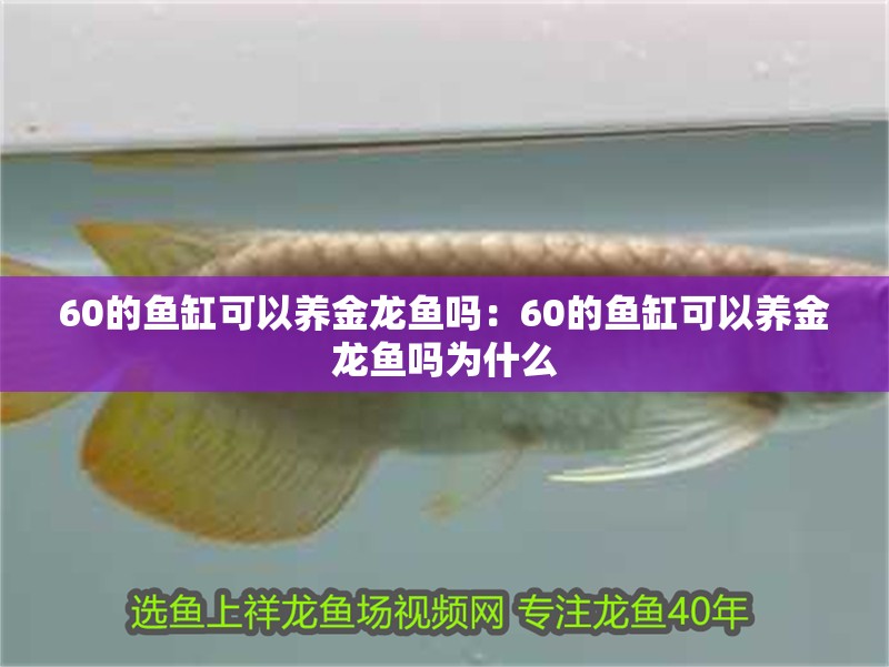 60的魚缸可以養(yǎng)金龍魚嗎：60的魚缸可以養(yǎng)金龍魚嗎為什么