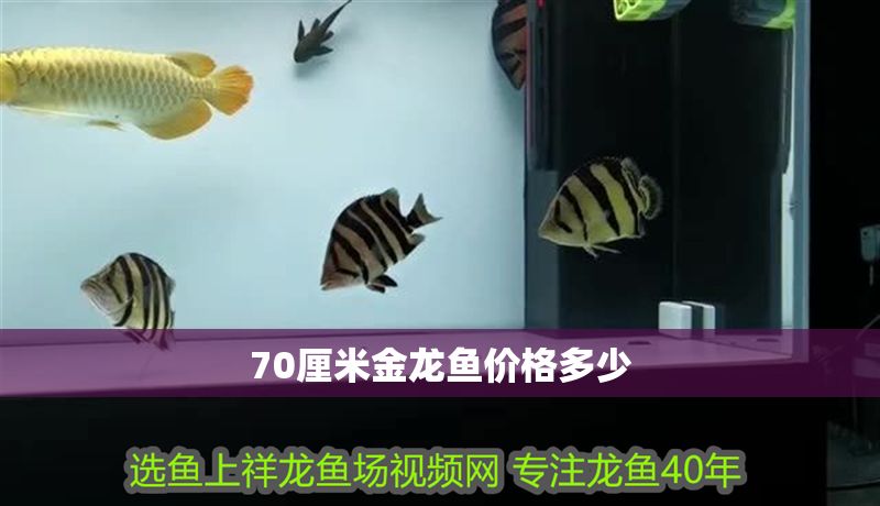 70厘米金龍魚價格多少