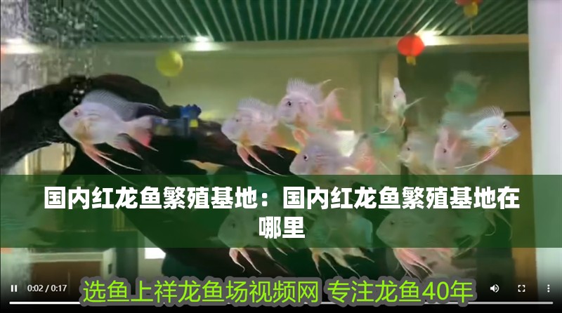 國內紅龍魚繁殖基地：國內紅龍魚繁殖基地在哪里