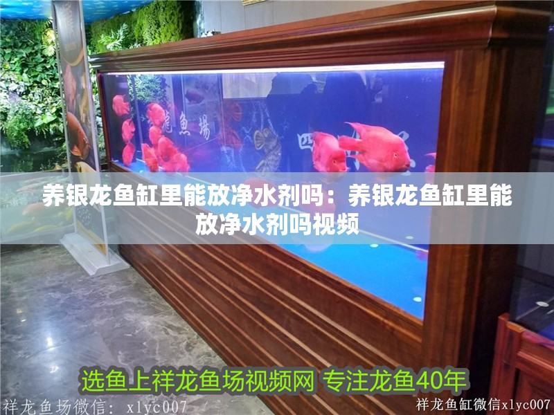 養銀龍魚缸里能放凈水劑嗎：養銀龍魚缸里能放凈水劑嗎視頻