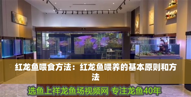 紅龍魚喂食方法：紅龍魚喂養的基本原則和方法
