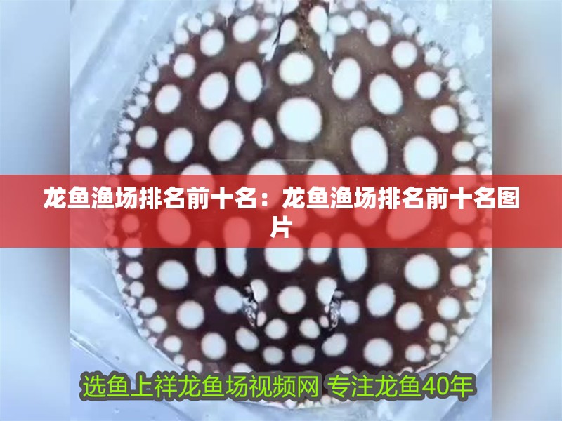 龍魚漁場(chǎng)排名前十名：龍魚漁場(chǎng)排名前十名圖片